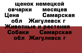 щенок немецкой овчарки 3.5 месяцев › Цена ­ 3 000 - Самарская обл., Жигулевск г. Животные и растения » Собаки   . Самарская обл.,Жигулевск г.